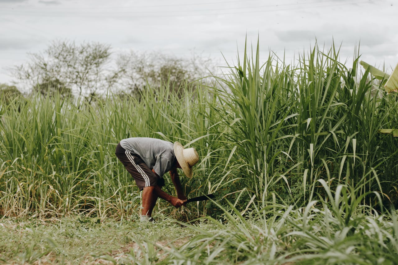 The Art of Drawing Readers In: Your attractive post title goes here A farmer in a straw hat tends to tall green crops in Paulista, Brazil.