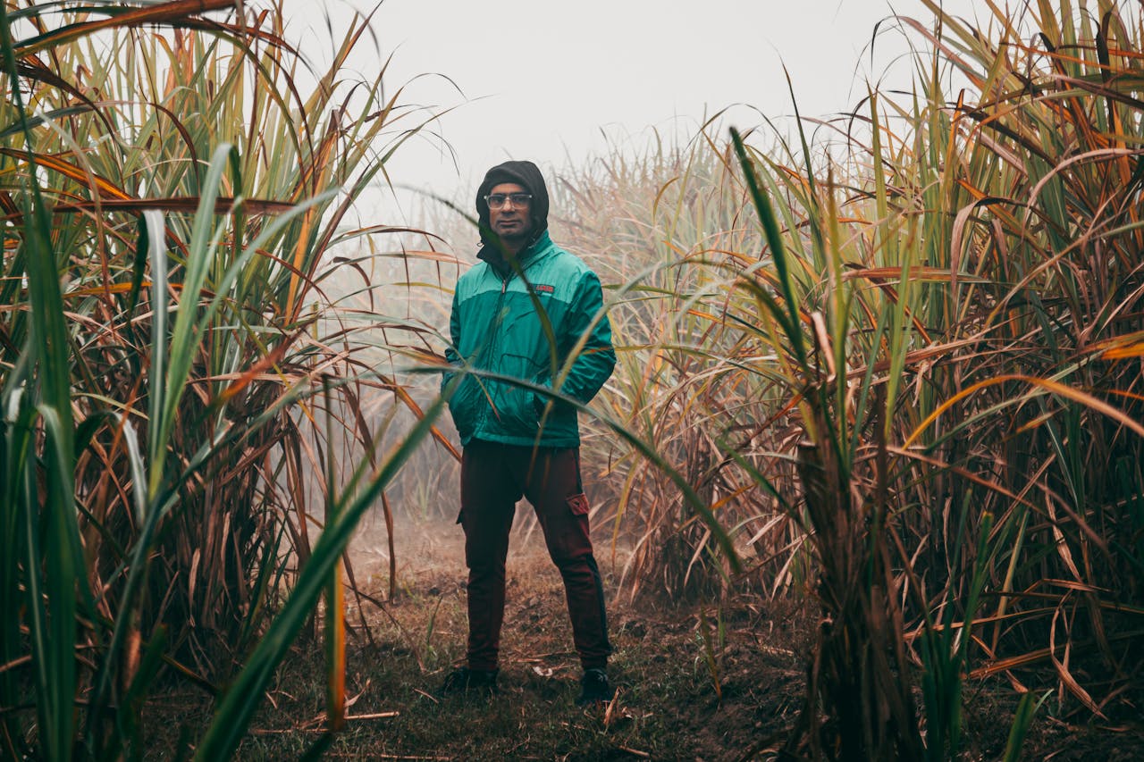 Home A man stands in a misty sugarcane field, wearing a green jacket and eyeglasses.