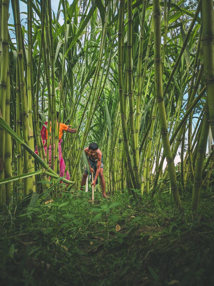 Services Two South Asian farmers working in a lush sugarcane field, Bangladesh.