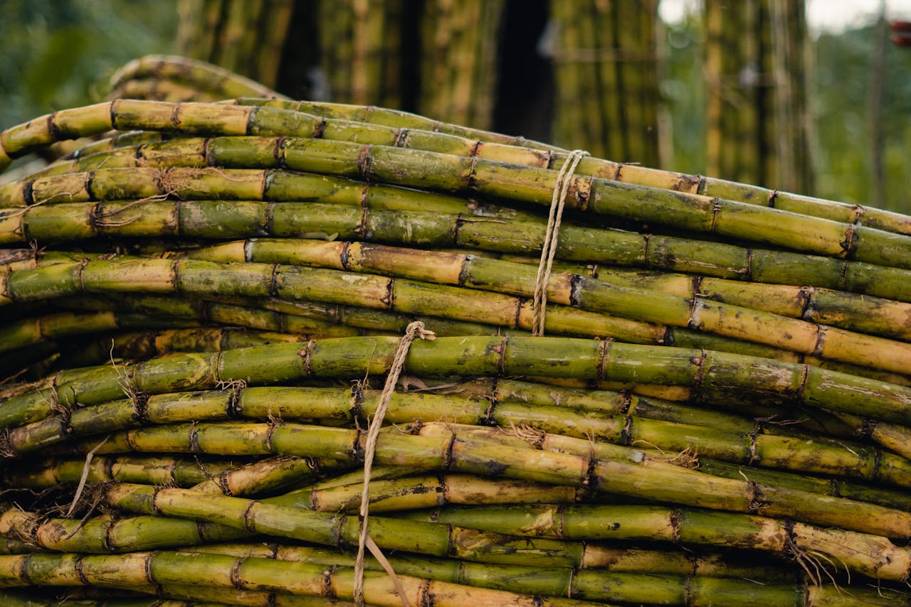 Crafting Captivating Headlines: Your awesome post title goes here Close-up view of bundled green sugar cane stalks outdoors, ready for processing.