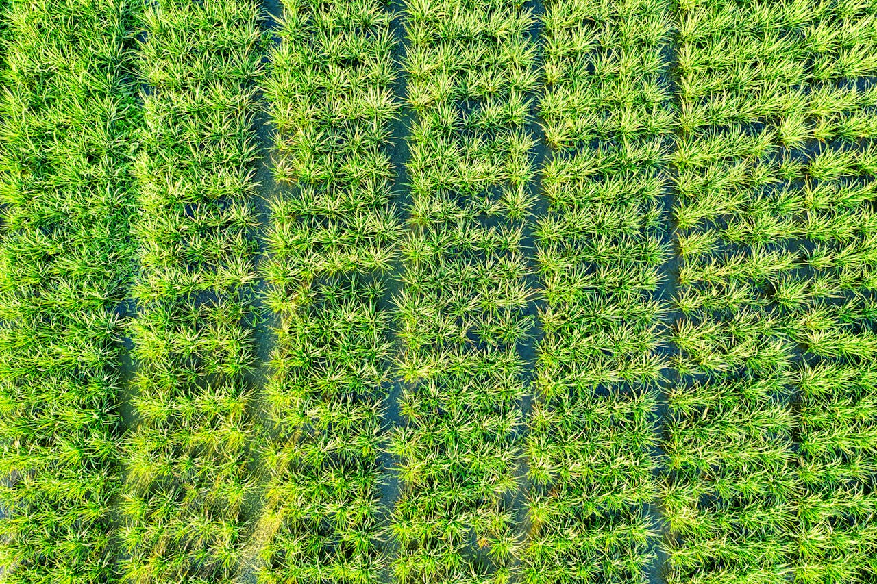 Services Aerial view of textured backdrop representing colorful agricultural green field with straight furrows on farmland in summer